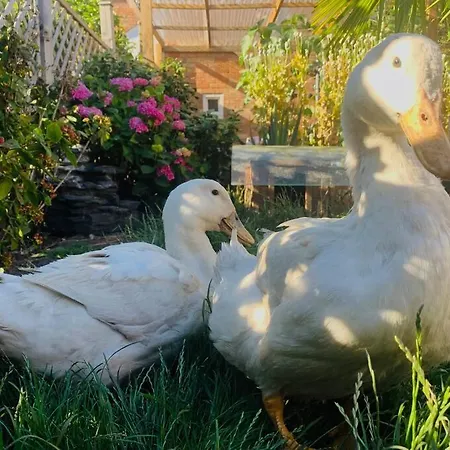 Duck Terrace With Gym Duckling Stays Kibworth Harcourt Exterior photo