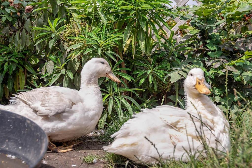 Duck Terrace With Gym Duckling Holiday home Kibworth Harcourt